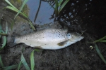 Bachforelle, 39 cm, 850 g, Maifliege