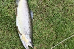 Bachforelle, 48 cm, 1010 g, Trockenfliege