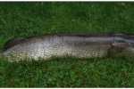 Hecht, 117 cm, 22 Pfd, Toter Köderfisch