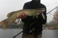 Hecht, 82 cm, 4610 g, Jerkbait