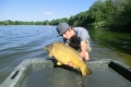 Spiegelkarpfen, 19 Pfd, Boilies