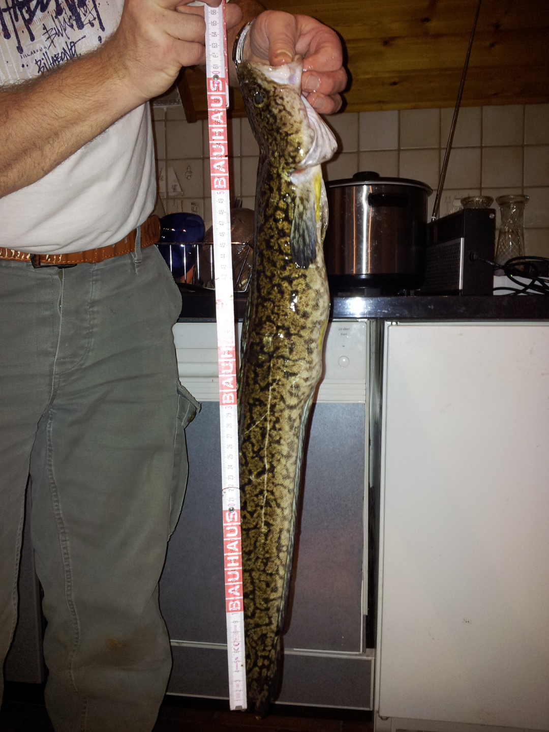 Aalrutten, 56 cm, Fischfetzen