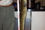 Aalrutten, 56 cm, Fischfetzen