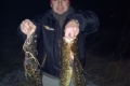 Aalrutten, 61cm, 62 cm, 63 cm, Köderfisch