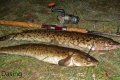 Aalrutte, 57 u. 51cm, 1210 u. 980g, Fischfetzen m. Tauwurm