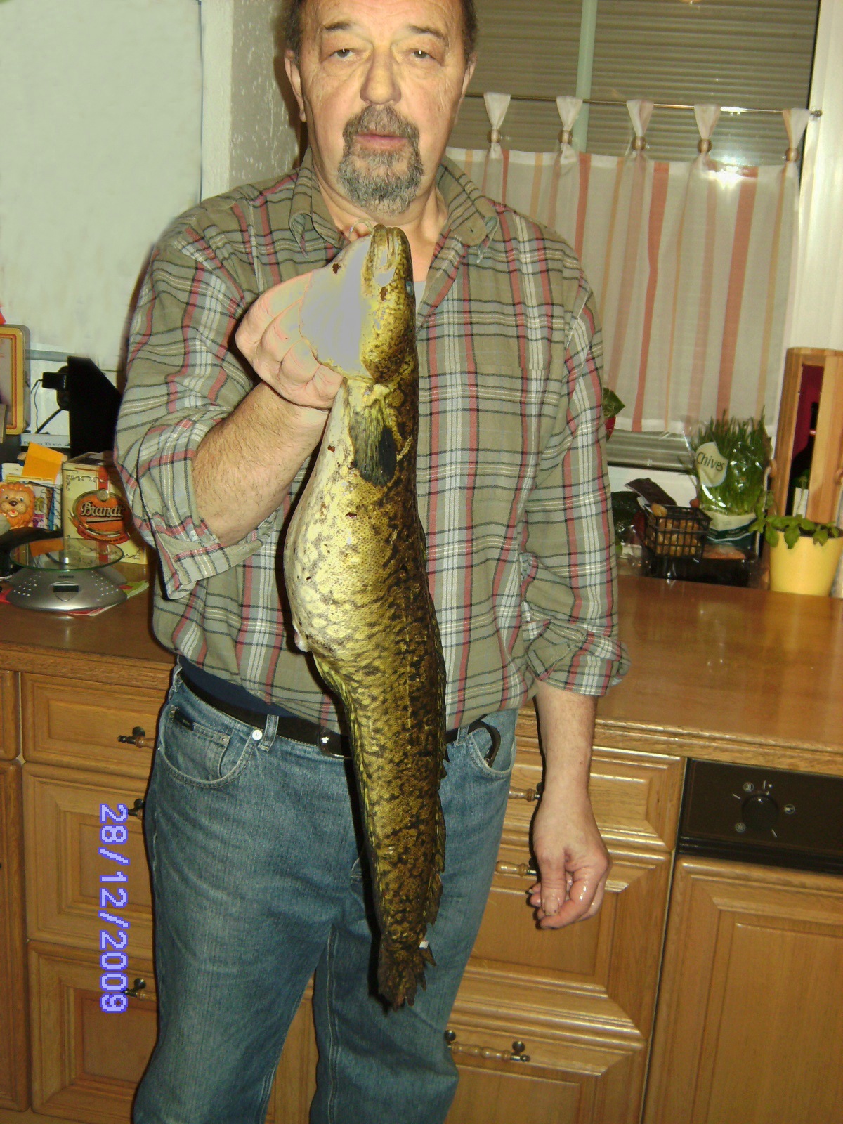 Aalrutte, 58 cm, 1480 g, Fischfetzen