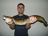 Aarutte, 72 cm, 2240 g, Fischfetzen