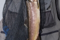 Bachforelle, 48 cm, 1110 g, Streamer