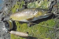 Bachforelle, 41cm, 980 g, Trockenfliege