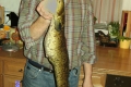 Aalrutte, 58 cm, 1480 g, Fischfetzen