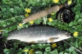 Bachforelle, 35 cm, 560 g, Trockenfliege
