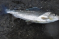 Äsche, 36 cm, 540 g, Trockenfliege